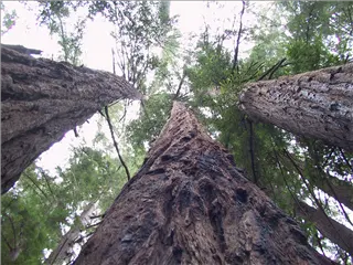 small_010715 co-caIMG_0586.webp